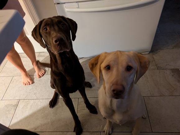 Penny and Ellie (our Dogs)